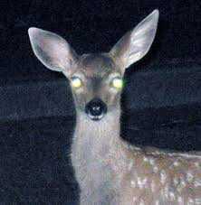 deer-in-the-headlights