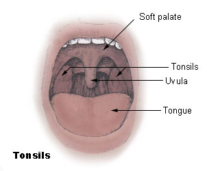 Tonsils_diagram